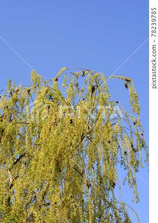 Golden Weeping Willow 78239785