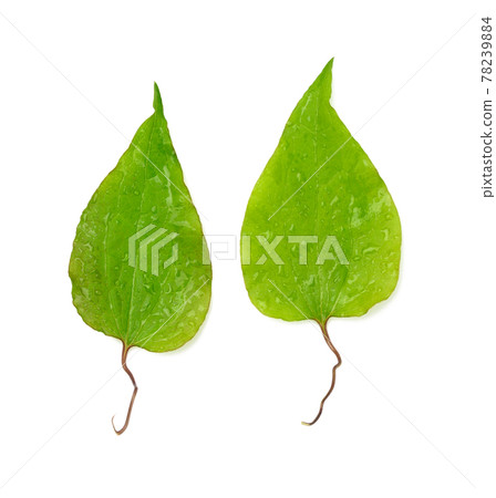 two green clematis leaves isolated on white background two green clematis leaves isolated on white background 78239884