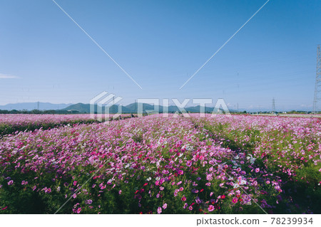 滋賀縣近江八幡市野田町的波斯菊田 滋賀縣近江八幡市野田町的波斯菊田 78239934