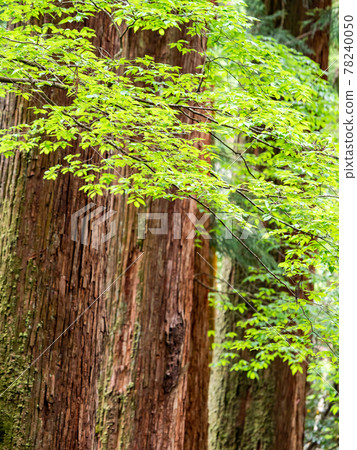 A view of the cool deep mountain valley in early summer, a large tree of fresh green and cedar 78240050