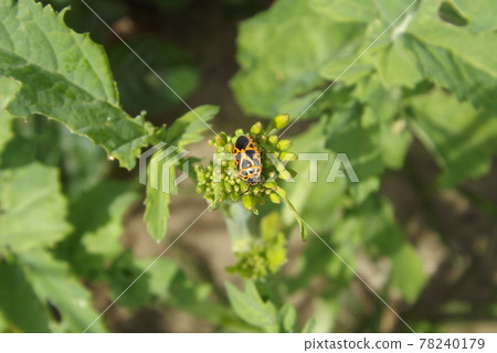 Short-tailed turtle 78240179