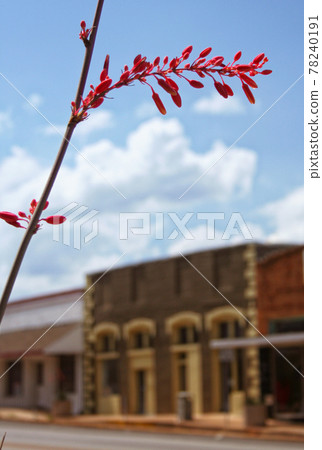 Buildings in Small Texas Town with Summer flower Buildings in Small Texas Town with Summer flower 78240191