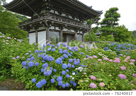 ≪京都福知山炭州觀音寺繡球花≫ 初夏梅雨季形象 ≪京都福知山炭州觀音寺繡球花≫ 初夏梅雨季形象 78240817