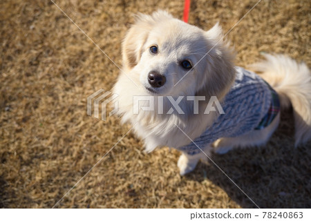 Puppy mixed dog Pomex Puppy mixed dog Pomex 78240863