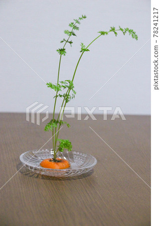 重生植物人參 重生植物人參 78241217