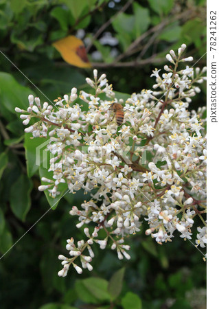 Rat bean flower 78241262