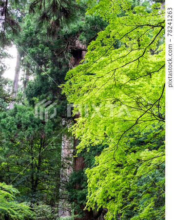 A view of the cool deep mountain valley in early summer, a large cedar tree that shines in the fresh green A view of the cool deep mountain valley in early summer, a large cedar tree that shines in the fresh green 78241263