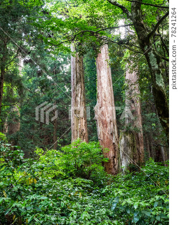 A view of the cool deep mountain valley in early summer, a large cedar tree that shines in the fresh green A view of the cool deep mountain valley in early summer, a large cedar tree that shines in the fresh green 78241264