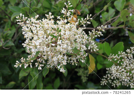 Rat bean flower 78241265