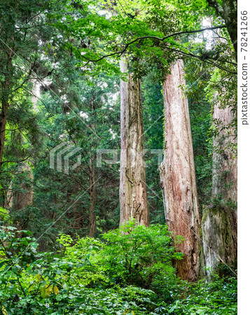A view of the cool deep mountain valley in early summer, a large cedar tree that shines in the fresh green A view of the cool deep mountain valley in early summer, a large cedar tree that shines in the fresh green 78241266