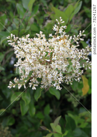 Rat bean flower 78241267