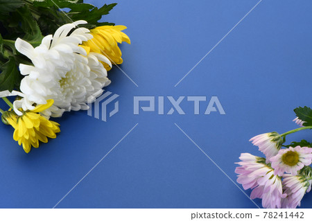 Chrysanthemum flower 78241442