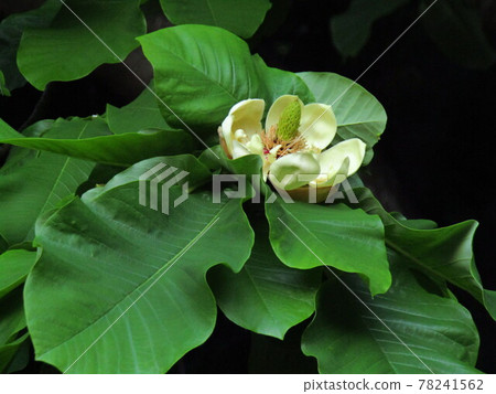 派克的花 派克的花 78241562