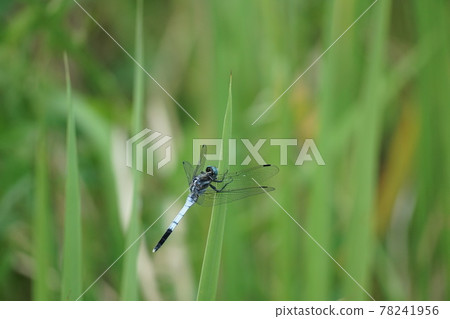Orthetrum albisum perching on the grass 78241956