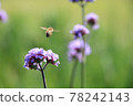 Bees and flowers 78242143