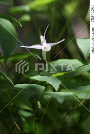 Epimedium flowers quietly in early summer Epimedium flowers quietly in early summer 78242263