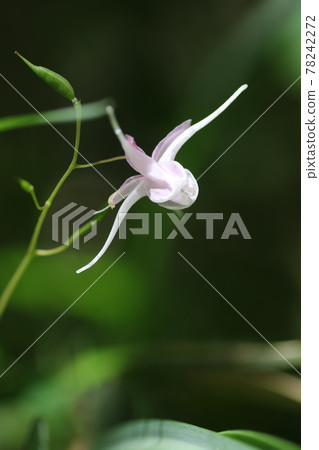 Epimedium flowers quietly in early summer Epimedium flowers quietly in early summer 78242272