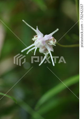Epimedium flowers quietly in early summer Epimedium flowers quietly in early summer 78242287