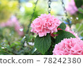Pink hydrangea 78242380