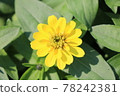 Yellow flower 78242381