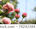 Pink rose bud 78242384