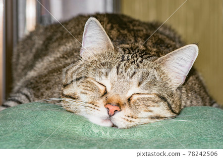 Exhausted cat sleeps on the bed. 78242506