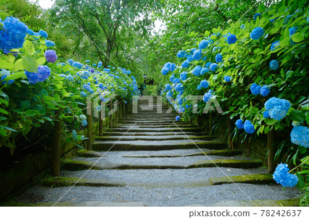 《神奈川縣》北鎌倉 / 名月院繡球花和山門上的方法 78242637