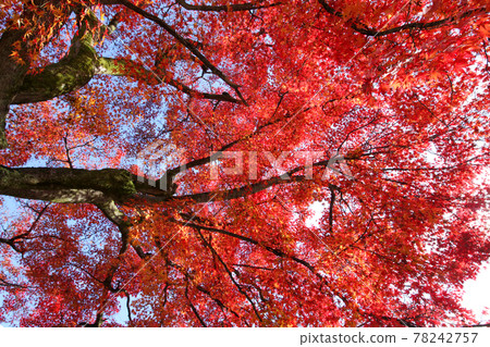 楓樹的紅楓葉 楓樹的紅楓葉 78242757