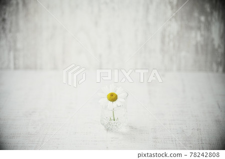 Margaret flower background material Margaret flower background material 78242808