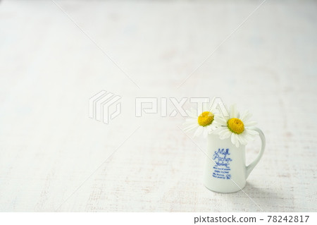 瑪格麗特花背景材料 78242817