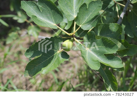 FIG FIG 78243027