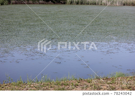 Nostalgic old eel pond Nostalgic old eel pond 78243042