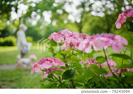 A dog walking along a green road with hydrangeas 78243094