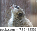 Meerkat prayer 78243559