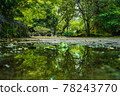 反映在水坑中的自然世界 78243770