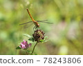 Dragonfly feather rest 78243806