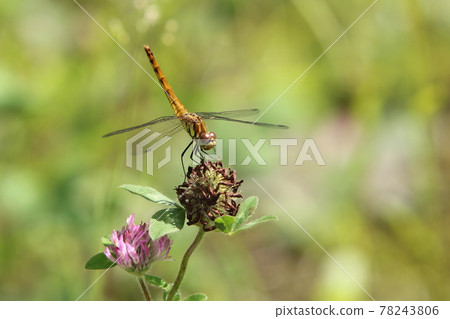 Dragonfly feather rest 78243806