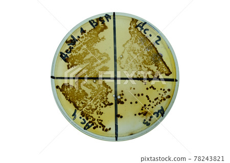 salmonella colony growth on Selective media plate. Food safety test 78243821