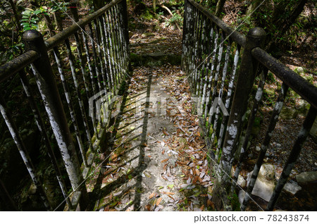 森林中的一座古橋 森林中的一座古橋 78243874