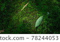 使用自然綠色與背景相匹配的葉子 78244053