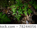 使用自然綠色與背景相匹配的葉子 78244056