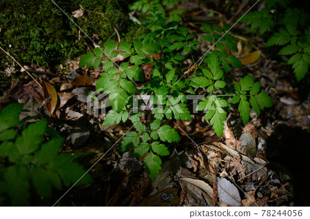 使用自然綠色與背景相匹配的葉子 78244056