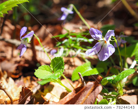 viola grypocera的伴侶,奧日光 viola grypocera的伴侶,奧日光 78244143