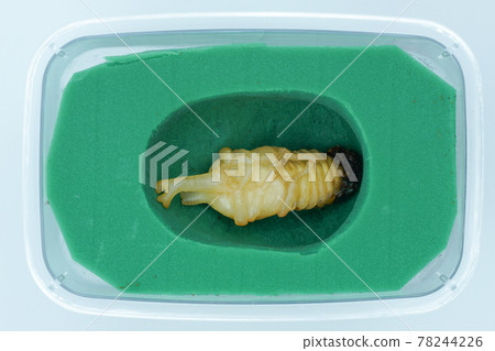 Pupation of beetles in an artificial pupal chamber 78244226