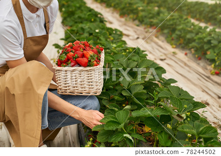 Close up of female gardener in mask picking strawberries Close up of female gardener in mask picking strawberries 78244502