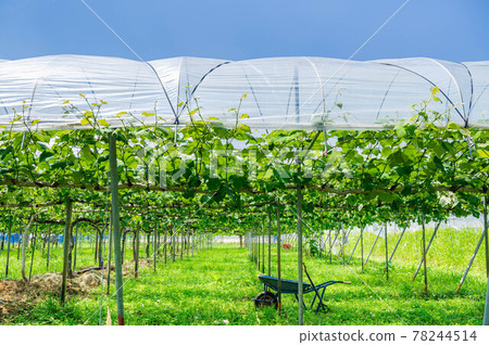 朝倉葡萄園築前町 朝倉葡萄園築前町 78244514