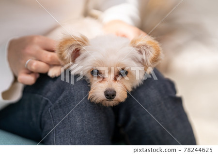 由年輕女性刷過的 Pomepu 光滑刷 由年輕女性刷過的 Pomepu 光滑刷 78244625