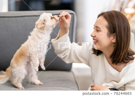 A young woman feeding a small dog pet food 78244665