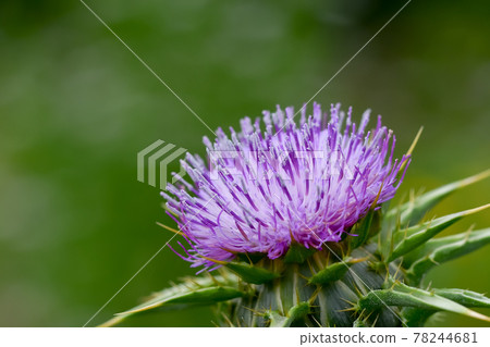 Milk thistle (milk thistle) 78244681