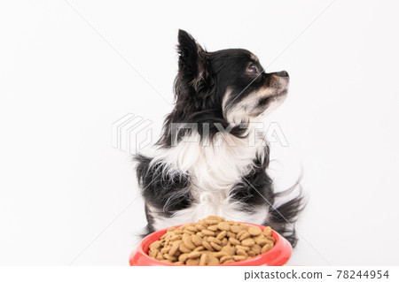 Dog food in a red bowl and long coat Chihuahua 78244954
